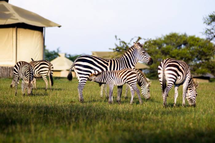 Singita Sabora - Zebra Tanzania