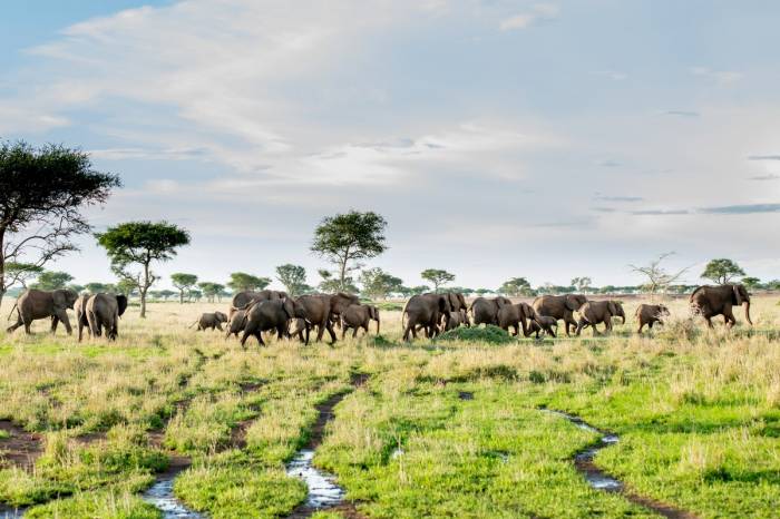 Singita Sabora - Elephant Grumeti Reserve Tanzania