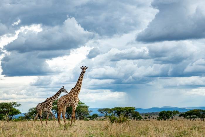 Grumeti Reserve - Giraffe SIngita Sabora Tanzania