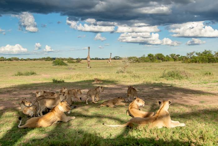Grumeti Reserve - Lion Singita Sabora