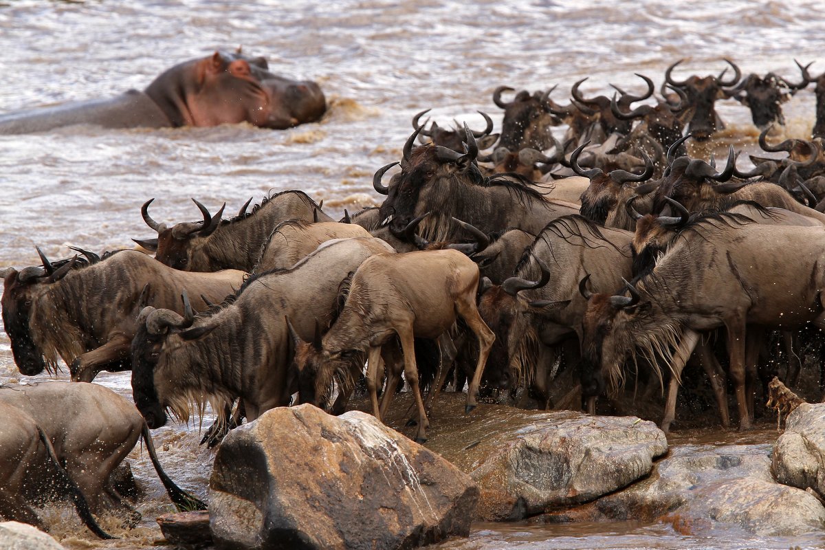 Legendary Serengeti Mobile Camp & Wildlife Gallery