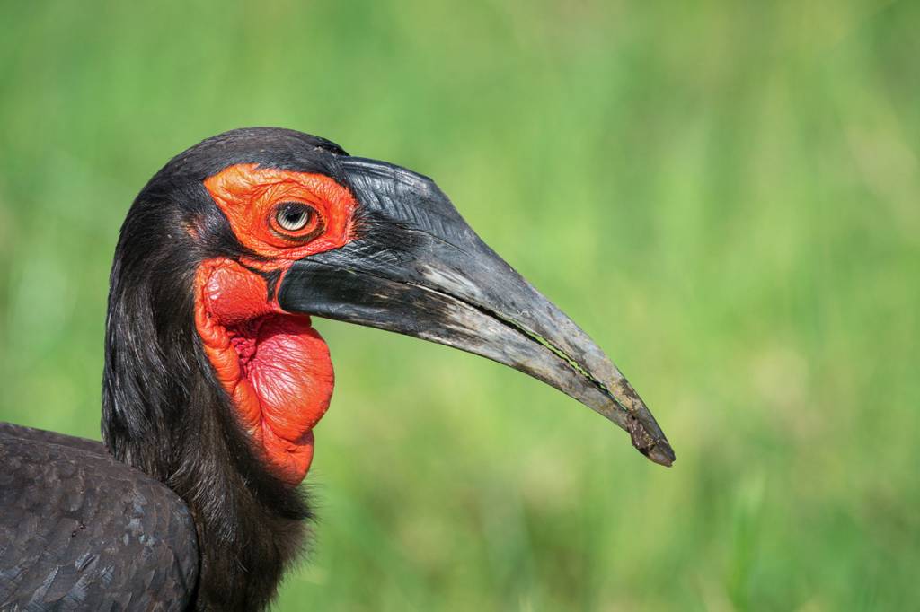 southern-ground-hornbill_by Angama Mara - Top Birds