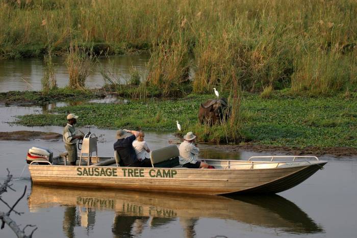 Sausage Tree - Cruise - Zambia