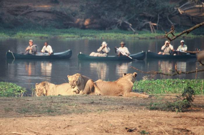 Sausage Tree camp - Canoeing with lions - Zambia