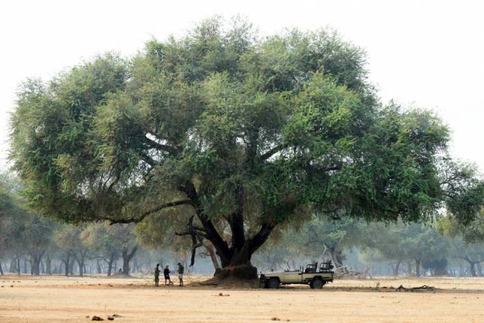 Sausage Tree camp - Game drive - Zambia