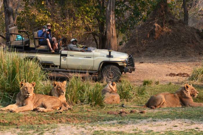 Sausage Tree camp - Game drive - Zambia
