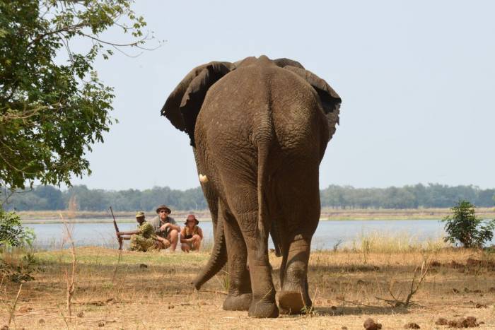 Sausage Tree camp - Walking safaris - Zambia