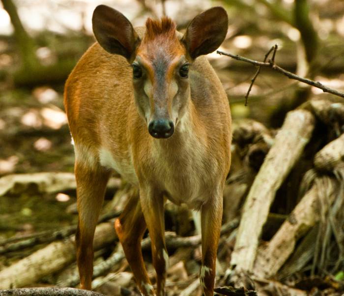 Kenya & Tanzania - Ader's Duiker