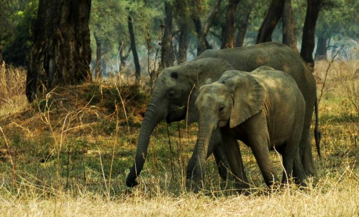 Zimbabwe - African Elephant mother and calf by Simon Bellingham