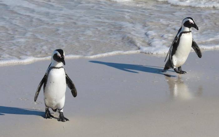 South Africa - African Penguins by Chris Boorman