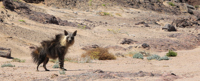Skeletn Coast top mammals - Brown Hyaena
