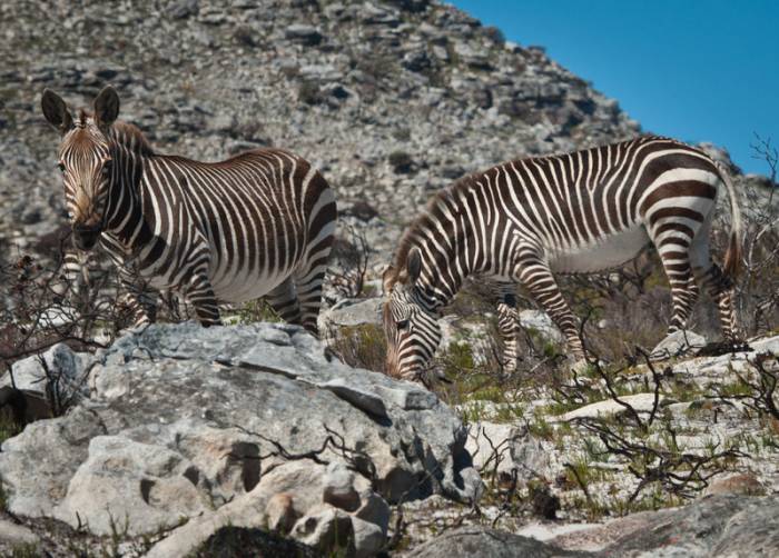 South Africa - Cape Mountain Zebra by Simon Bellingham