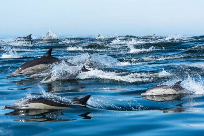 South Africa - Common Dolphins in False Bay by Simon Bellingham