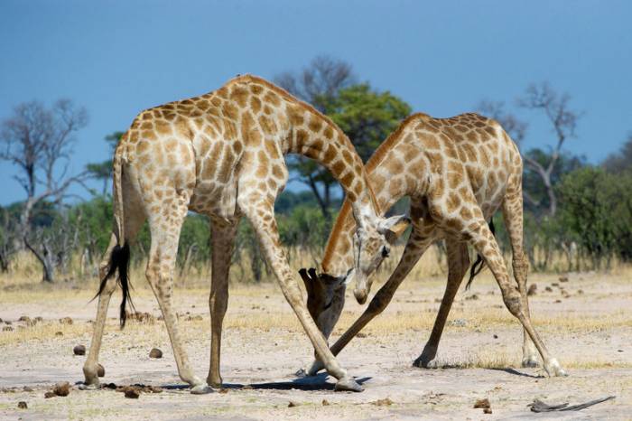 Zimbabwe - Giraffe by Dana Allen