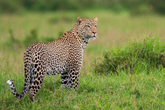 Kenya & Tanzania - Leopard