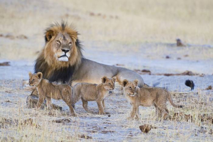 Zimbabwe - Lion pride by Mike Myers