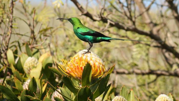 South Africa - Malachite Sunbird by Greg Whelan