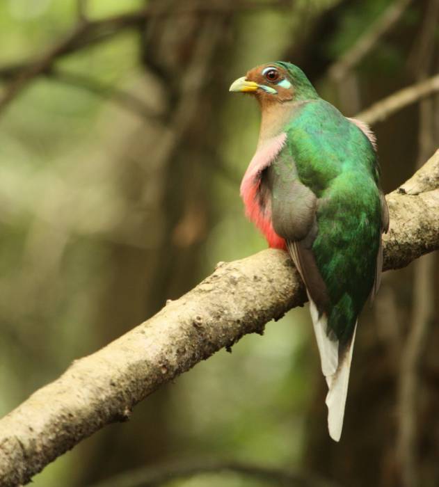 South Africa - Narina Trogon by Greg Whelan