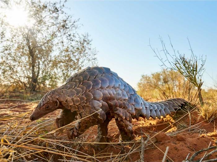 South Africa - Pangolin by Tswalu Kalahari