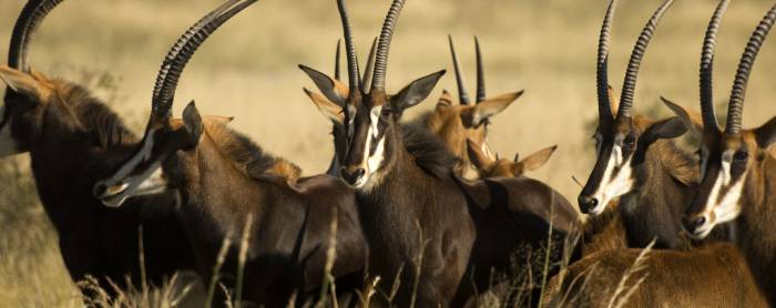 Botswana - Sable in the Okavango Delta