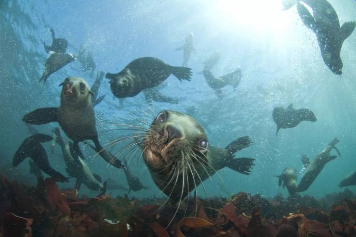 South Africa - Snorkel with Cape Fur Seals by Animal Ocean