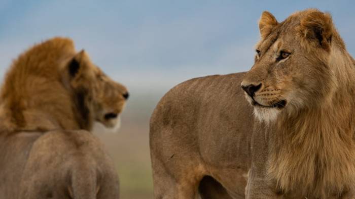 Kenya & Tanzania - Young male lions