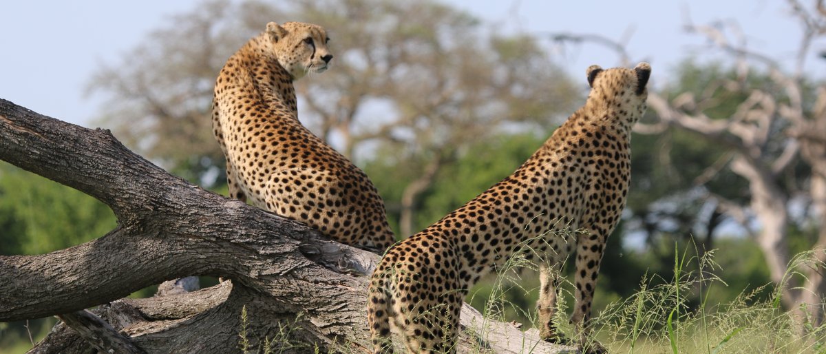 Cheetah new top mammal size - Kenya & Tanzania
