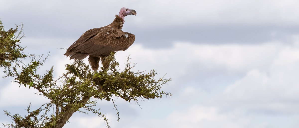 Kenya & Tanzania - Lapped Faced Vulture