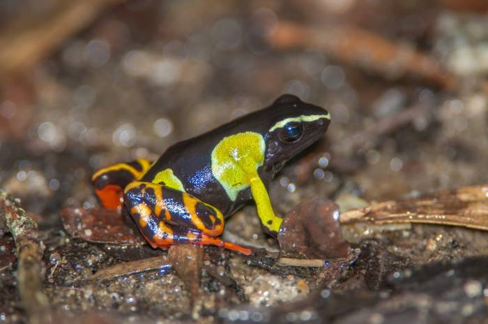 Madagascar - Luxury Safari - Bellingham Safaris