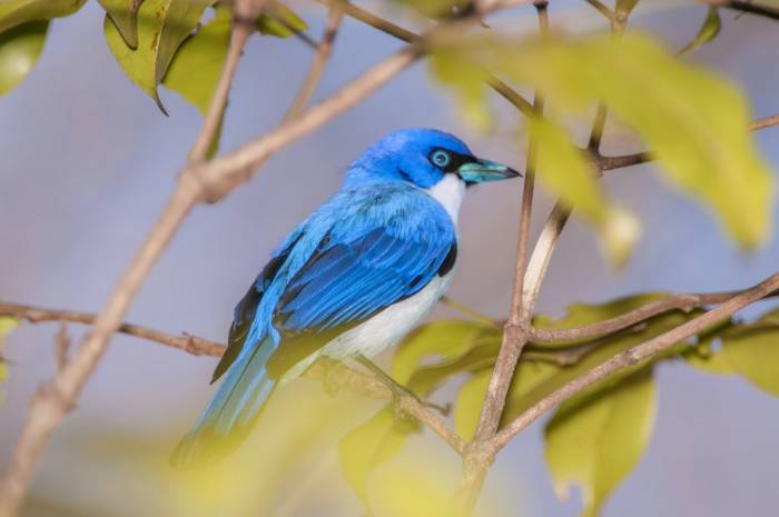 Madagascar - Luxury Safari - Bellingham Safaris