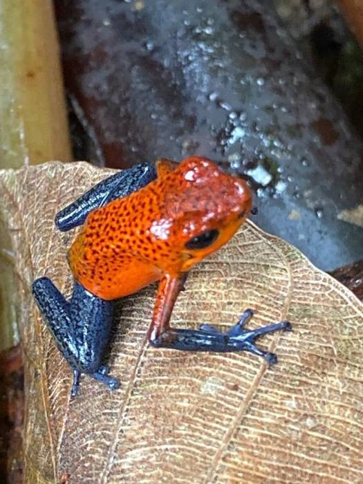Costa Rica