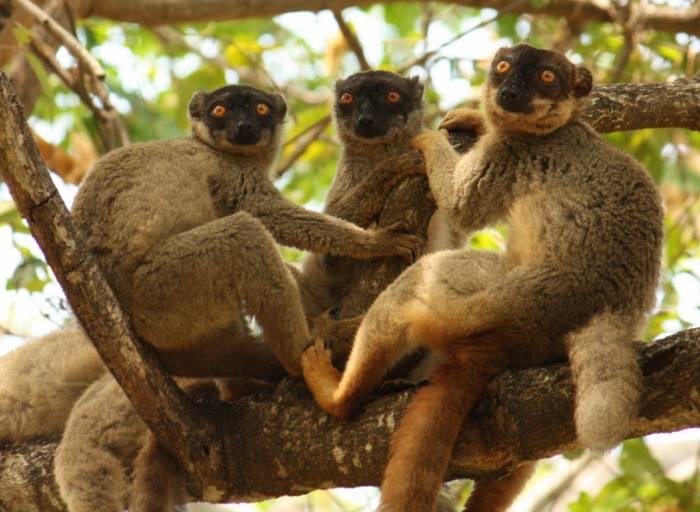 Madagascar - Luxury Safari - Bellingham Safaris