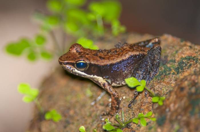 Madagascar - Luxury Safari - Bellingham Safaris