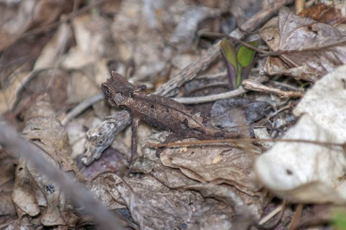 Madagascar - Luxury Safari - Bellingham Safaris