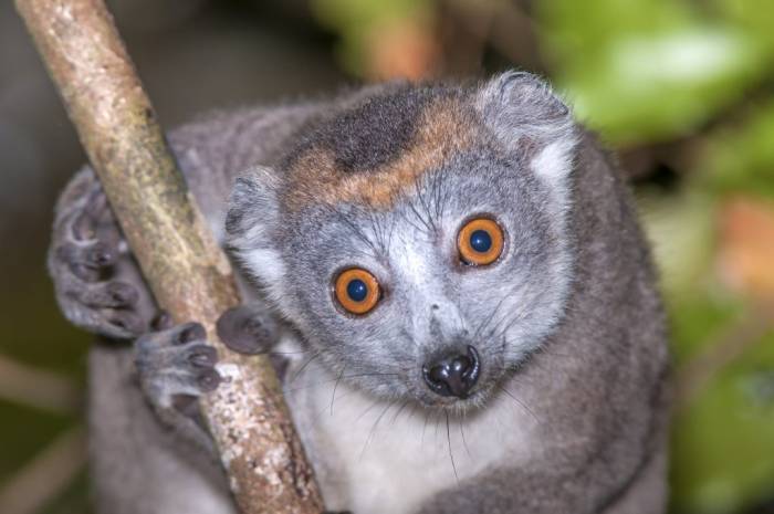 Madagascar - Luxury Safari - Bellingham Safaris