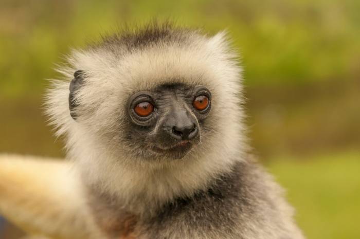 Madagascar - Luxury Safari - Bellingham Safaris