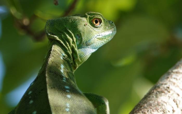 Costa Rica