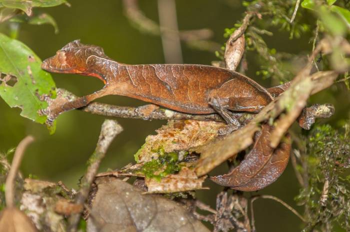 Madagascar - Luxury Safari - Bellingham Safaris