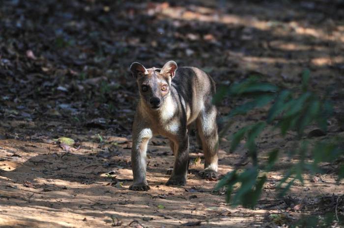 Madagascar - Luxury Safari - Bellingham Safaris