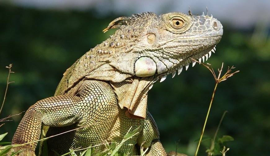 Costa Rica - View gallery - Luxury Safari - Bellingham Safaris