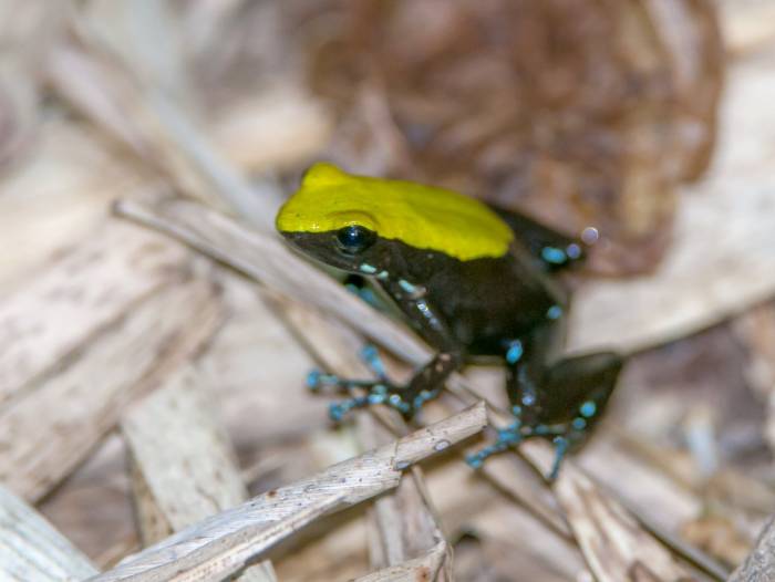 Madagascar - Luxury Safari - Bellingham Safaris