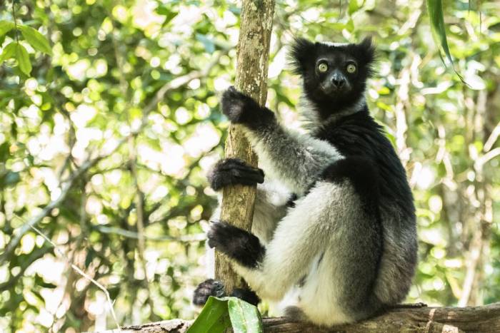 Madagascar - Luxury Safari - Bellingham Safaris