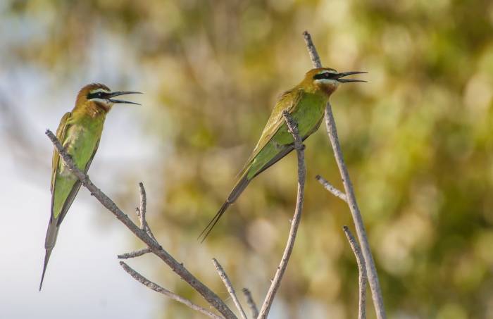 Madagascar - Luxury Safari - Bellingham Safaris