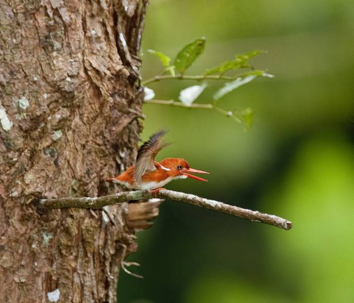 Madagascar - Luxury Safari - Bellingham Safaris