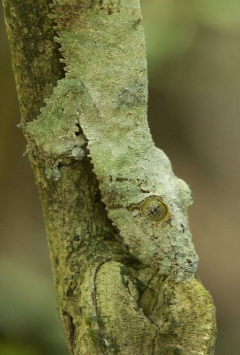 Madagascar - Luxury Safari - Bellingham Safaris