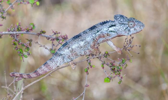 Madagascar - Luxury Safari - Bellingham Safaris