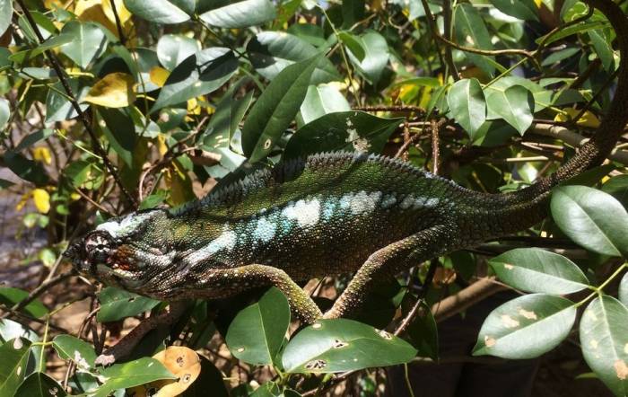 Madagascar - Luxury Safari - Bellingham Safaris