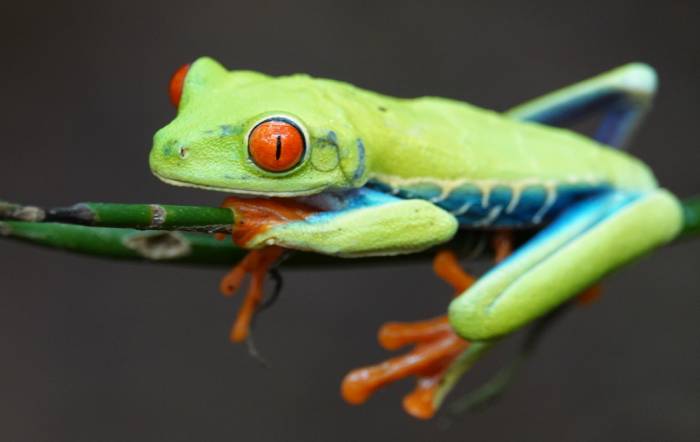 Costa Rica