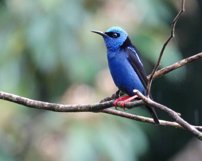 Costa Rica