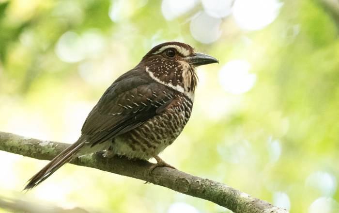 Madagascar - Luxury Safari - Bellingham Safaris